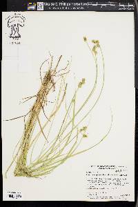 Carex molestiformis image