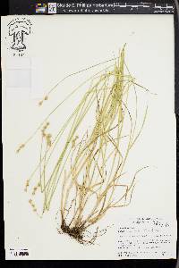 Carex molestiformis image