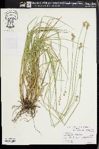 Carex molestiformis image