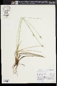 Carex multicaulis image