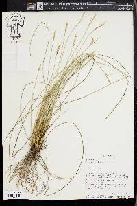 Carex multicaulis image