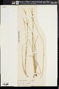 Carex multicaulis image