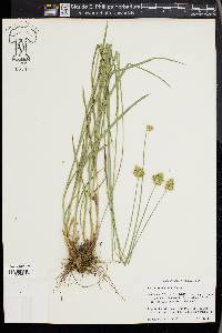 Carex multicostata image