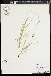 Carex muricata image