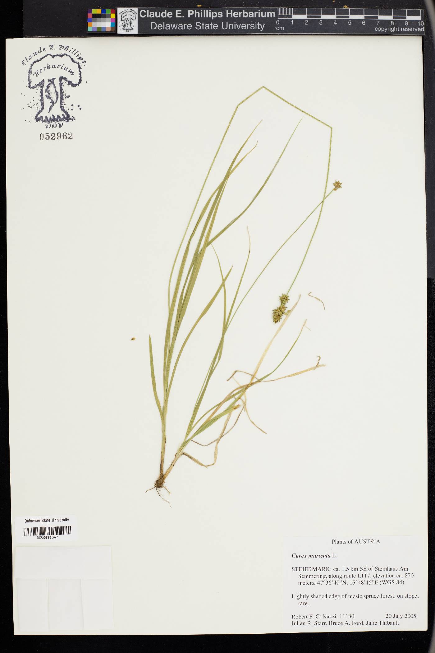 Carex muricata image