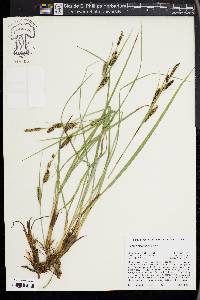 Carex nebrascensis image