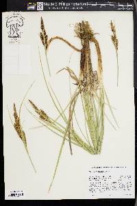 Carex nebrascensis image