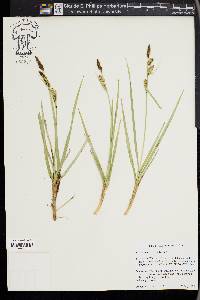 Carex nebrascensis image