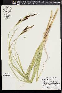 Carex nebrascensis image