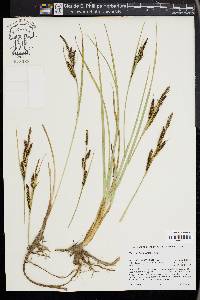 Carex nebrascensis image