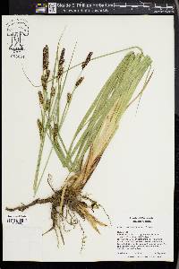 Carex nebrascensis image