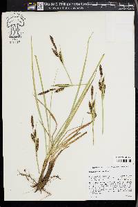 Carex nebrascensis image