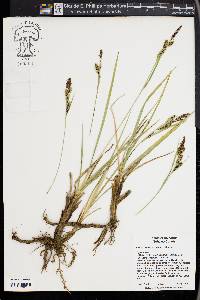 Carex nebrascensis image