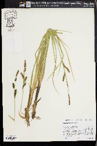 Carex nebrascensis image