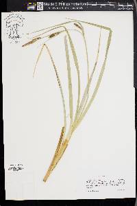 Carex nebrascensis image