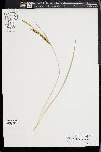 Carex nebrascensis image