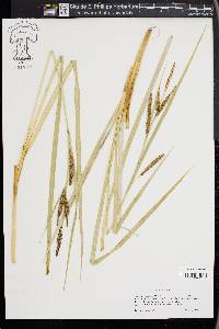 Carex nebrascensis image