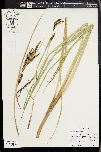 Carex nebrascensis image