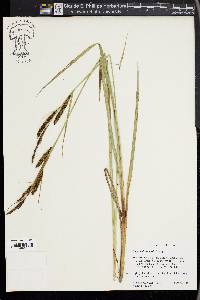 Carex nebrascensis image