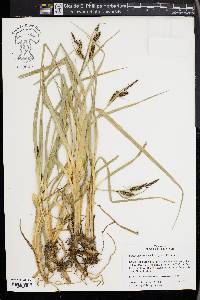 Carex nebrascensis image