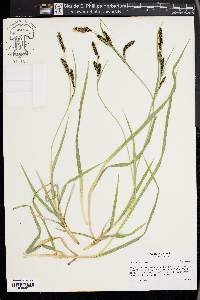 Carex nebrascensis image