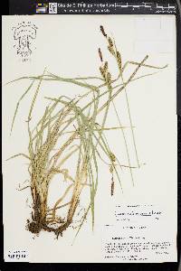 Carex nebrascensis image