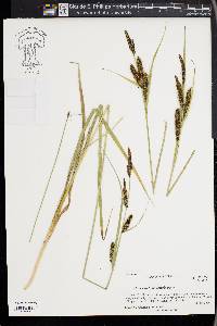 Carex nebrascensis image