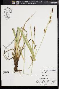 Carex nebrascensis image