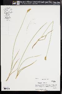 Carex nebrascensis image