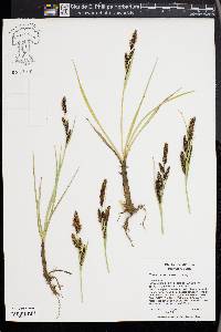 Carex nebrascensis image