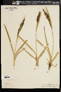 Carex nebrascensis image