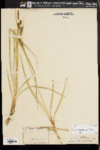 Carex nebrascensis image