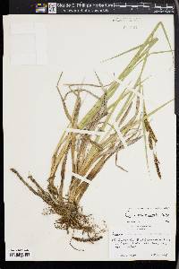 Carex nebrascensis image