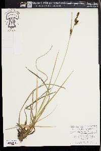 Carex nebrascensis image