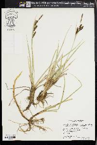 Carex nebrascensis image