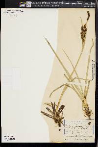 Carex nebrascensis image