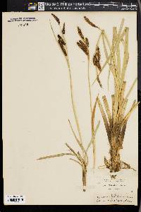 Carex nebrascensis image