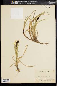 Carex nebrascensis image