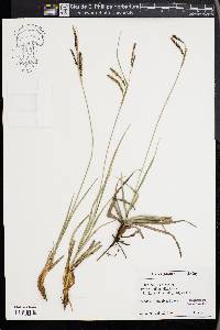 Carex nigra image