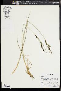 Carex nigra image