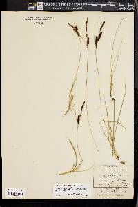 Carex nigra image