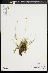 Carex nigricans image