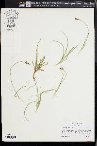 Carex nigricans image