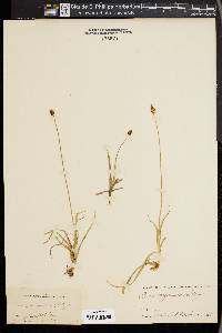 Carex nigricans image