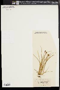 Carex nigricans image