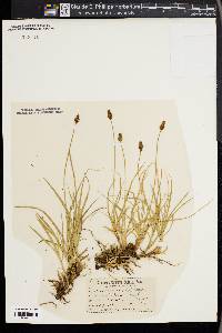 Carex nigricans image