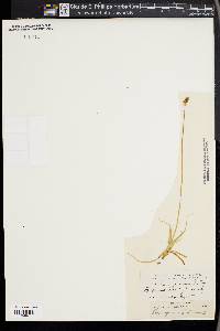 Carex nigricans image