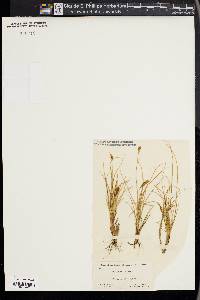 Carex nigricans image