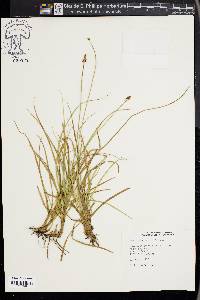 Carex nigricans image