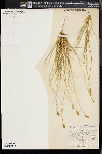 Carex nigricans image